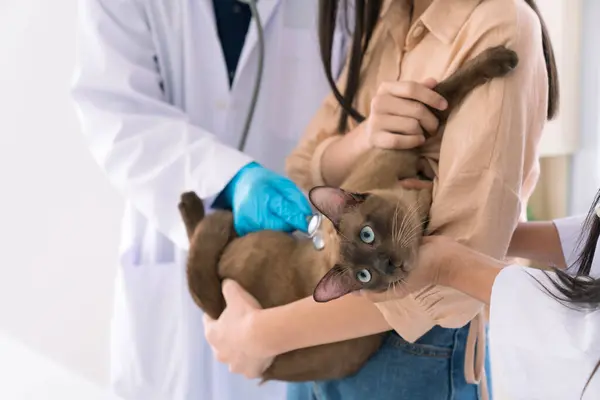 Veterinář Veterinář Vyšetřující Kočku Veterinární Klinice Veterinární Lékař Stetoskopem Vyšetřuje — Stock fotografie