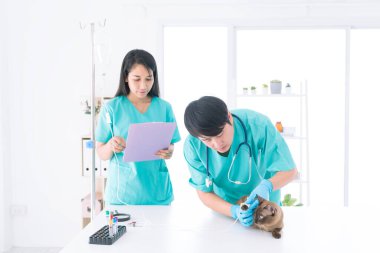 Veteriner, kediye serum takıyor. Kedi için serum serumunu tutan el..