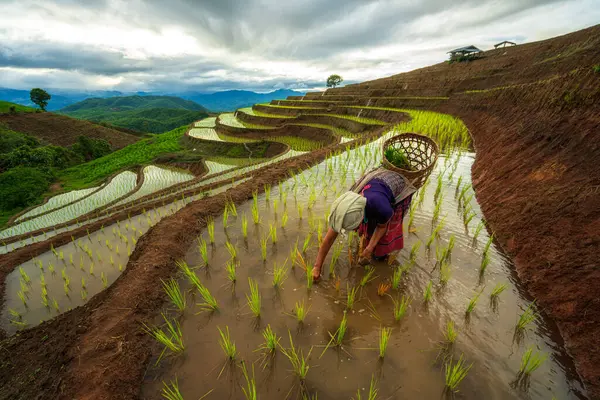 Bauern Bauen Der Regenzeit Reis Bauern Die Auf Reisterrassen Wirtschaften — Stockfoto