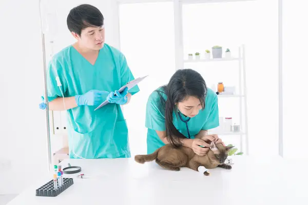 Κτηνίατρος Εξετάζει Την Περιοχή Γύρω Από Γάτες Κεφάλι Νοσοκομείο Ζώων — Φωτογραφία Αρχείου