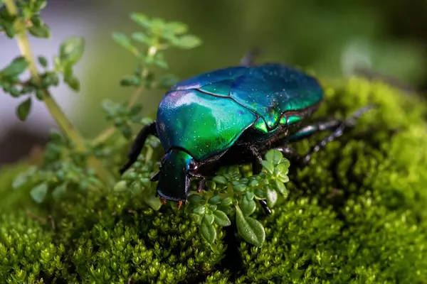 Amazing Beetle Green Beetle Forest Torynorrhina Flamea Green Scarab Beetle — Stock Photo, Image