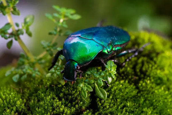 Удивительный Жук Зеленый Жук Лесу Torynorrhina Flamea Green Scarab Beetle — стоковое фото