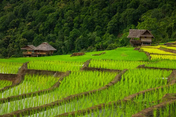 Rýžové Pole Rýžové Terasy Ban Bong Piang Thajsko — Stock fotografie