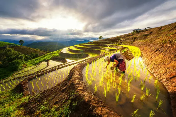 Farmers Grow Rice Rainy Season Farmers Farming Rice Terraces Ban — стоковое фото