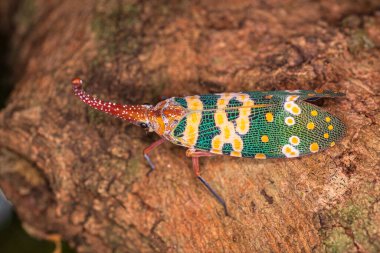 Lantern bug. Pyrops candelaria. The cicadas are in the trunk of the longan tree. Cicadidae Pyrops ducalis. clipart