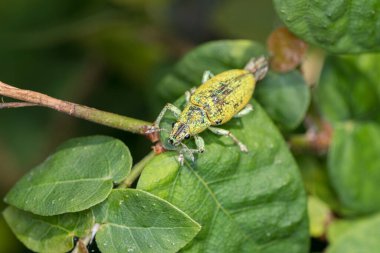 Yaprağın üzerinde duran yeşil bir buğday bitinin makro 'su. Yeşil yapraklı yeşil bir buğday biti.