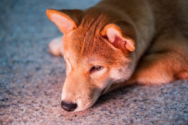 Yavru köpek dinleniyor. Japon Shiba inu köpeği evde yerde dinleniyor..