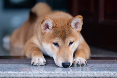 Bir Shiba Inu köpeği sahibini ön kapıda bekliyor..