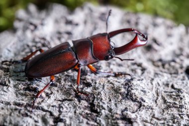 Makrodorcas Pseudaxis. Bölge Kuzey Tayland 'ı topluyor. Küçük kırmızı geyik böceği kuru bir kütüğün üzerinde duruyor..