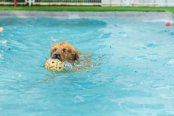 Golden retriever yüzme havuzunda topla oynuyor..