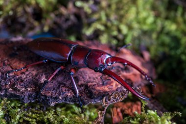 Prosopocoilus astacoides fraternus. Beetle Stag Area collect, North Thailand. clipart