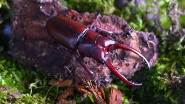 Prosopocoilus astacoides kardeşliği. Böcek Geyiği Toplama Bölgesi, Kuzey Tayland.