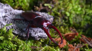 Prosopocoilus astacoides kardeşliği. Böcek Geyiği Toplama Bölgesi, Kuzey Tayland.