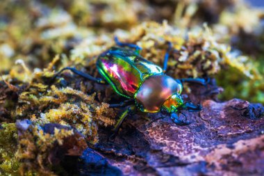 Rainbow stag beetle. Phalacrognathus muelleri, Mueller's stag beetle. Collect Area in Australia. clipart