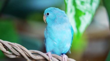 Pastel Blue Forpus dalda. Papağan dalda duruyor..