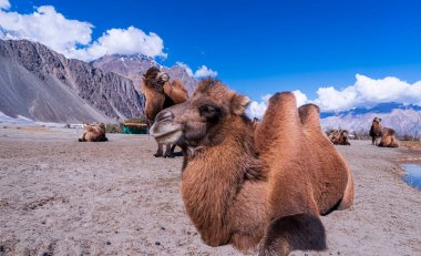 Çölde bir deve sürüsü. Leh Ladakh, Hindistan 'a gidiyorum..
