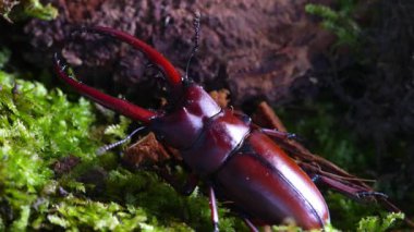 Prosopocoilus astacoides kardeşliği. Böcek Geyiği Toplama Bölgesi, Kuzey Tayland.