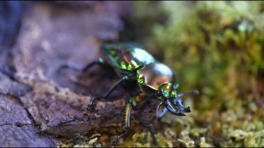 Gökkuşağı geyik böceği. Phalacrognathus muelleri, Mueller 'in geyik böceği. Avustralya 'da Toplama Alanı.