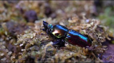 Gökkuşağı geyik böceği. Phalacrognathus muelleri, Mueller 'in geyik böceği. Avustralya 'da Toplama Alanı.