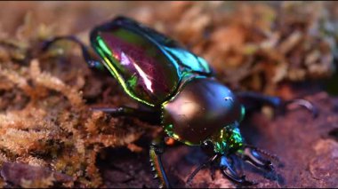 Gökkuşağı geyik böceği. Phalacrognathus muelleri, Mueller 'in geyik böceği. Avustralya 'da Toplama Alanı.