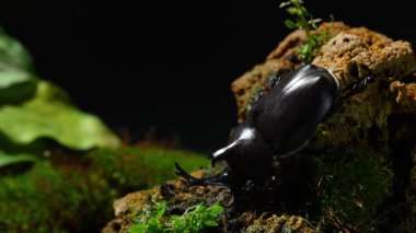 Japon böcekleri tepeden aşağı yürüyorlar. Japon kabutomushi böceği. Gergedan böceği. Allomyrina ikilemli septentrionalis.