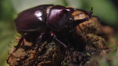 Bir böcek kayaya tırmanıyor. Japon kabutomushi böceği. Gergedan böceği. Allomyrina ikilemli septentrionalis.