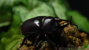 Tepedeki böcek. Japon boynuz böceği ya da kabuto Japon çocuk için favori evcil hayvandır..