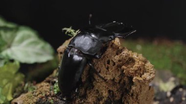 Dorcus titanus tifonu. Serrognathus titanus, Lucanidae familyasından bir böcek türü..