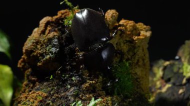 Tepedeki böcek. Japon boynuz böceği ya da kabuto Japon çocuk için favori evcil hayvandır..
