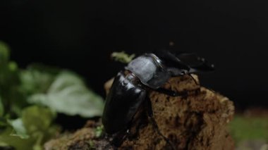 Dorcus titanus tifonu. Serrognathus titanus, Lucanidae familyasından bir böcek türü..