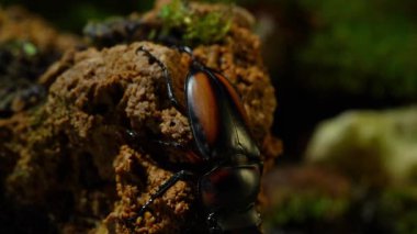 Tayland Golden Hart Geyik Böceği. Rhaetulus crenatus speciosus. Bölge Kuzey Tayland 'ı topluyor. Böcek kayalık tepeden aşağı yürüyor..