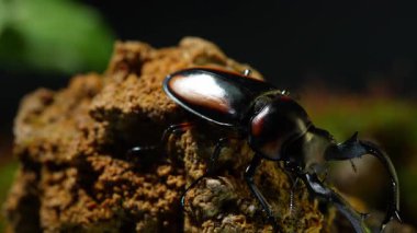 Tayland Golden Hart Geyik Böceği. Rhaetulus crenatus speciosus. Bölge Kuzey Tayland 'ı topluyor. Böcek kayalık tepeden aşağı yürüyor..