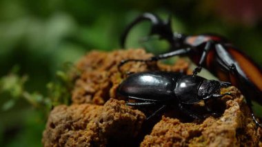 Tayland Golden Hart Geyik Böceği. Rhaetulus crenatus speciosus. Bölge Kuzey Tayland 'ı topluyor. Çiftleşme mevsiminde erkek ve dişi böcekler.
