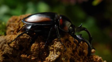 Tayland Golden Hart Geyik Böceği. Rhaetulus crenatus speciosus. Bölge Kuzey Tayland 'ı topluyor. Çiftleşme mevsiminde erkek ve dişi böcekler.