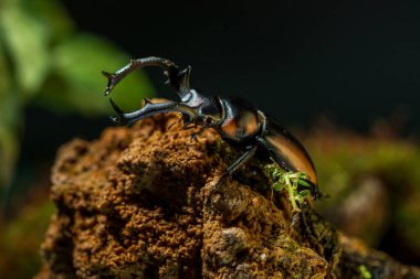 Tayland Golden Hart Geyik Böceği. Rhaetulus crenatus speciosus. Kuzey Tayland Toplama Alanı.