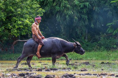 Çiftçiler ekime hazırlanan tarlalarda bufalolara biniyorlar..