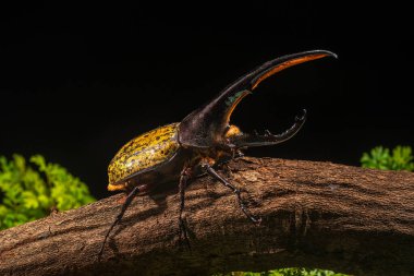 Herkül böceği bahçedeki bir kütüğün üzerinde oturuyor. Herkül böceği (Dynastes hercules) gergedan böceğinin bir türüdür..