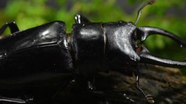 Geyik Böceği ormanda. Prosopocoilus Konfüçyüs sp. Vietnam Kuzey.