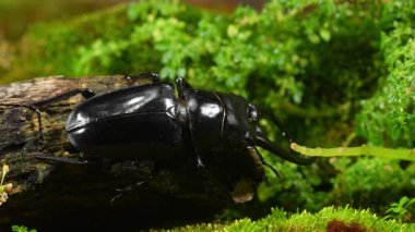 Geyik Böceği ormanda. Prosopocoilus Konfüçyüs sp. Vietnam Kuzey.