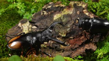 Geyik böcekleri doğada ürüyorlar. Hexarthrius parryi, büyük bir erkek geyik böceği türüdür..