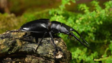 Geyik Böceği ormanda. Prosopocoilus Konfüçyüs sp. Vietnam Kuzey.