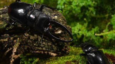 Erkek ve dişi geyik böcekleri çiftleşme mevsiminde. Prosopocoilus Konfüçyüs sp. Vietnam Kuzey.