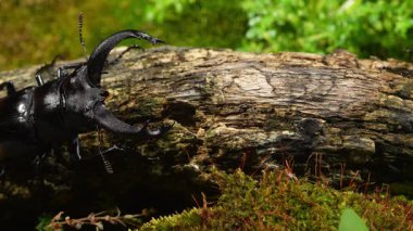 Böcekler doğada bir kütüktedir. Hexarthrius parryi, geyik böceklerinin bir türüdür..