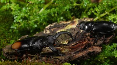 Böcekler doğada ürüyorlar. Hexarthrius parryi, büyük bir erkek geyik böceği türüdür..