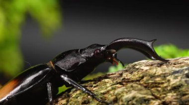 Böcekler doğada bir kütüktedir. Hexarthrius parryi, geyik böceklerinin bir türüdür..