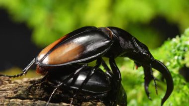 Erkek ve dişi geyik böcekleri çiftleşme mevsiminde. Hexarthrius parryi, büyük bir erkek geyik böceği türüdür..