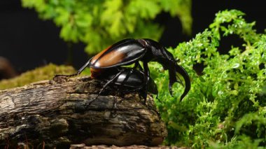 Erkek ve dişi geyik böcekleri çiftleşme mevsiminde. Hexarthrius parryi, büyük bir erkek geyik böceği türüdür..