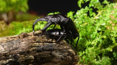 Erkek ve dişi geyik böcekleri çiftleşme mevsiminde. Hexarthrius parryi, büyük bir erkek geyik böceği türüdür..