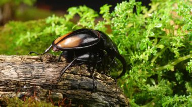 Erkek ve dişi geyik böcekleri çiftleşme mevsiminde. Hexarthrius parryi, büyük bir erkek geyik böceği türüdür..