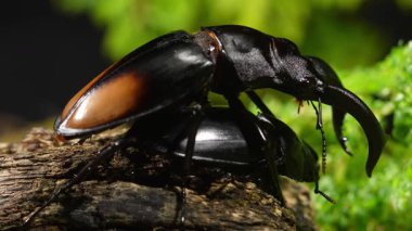 Erkek ve dişi geyik böcekleri çiftleşme mevsiminde. Hexarthrius parryi, büyük bir erkek geyik böceği türüdür..
